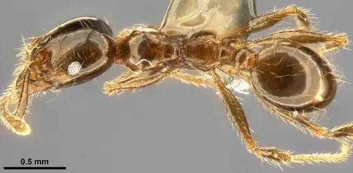Pheidole pallidula - CASENT0283480