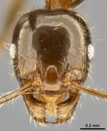 Pheidole pallidula - CASENT0283480