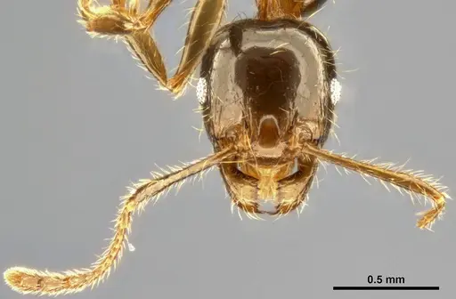 Pheidole pallidula - CASENT0283480