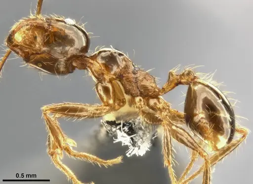 Pheidole pallidula - CASENT0283480