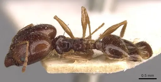 Pheidole pallidula - CASENT0907789