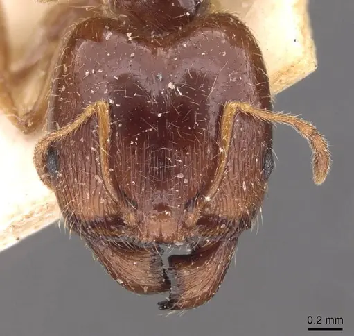 Pheidole pallidula - CASENT0907789