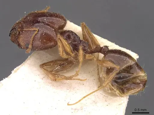 Pheidole pallidula - CASENT0907789
