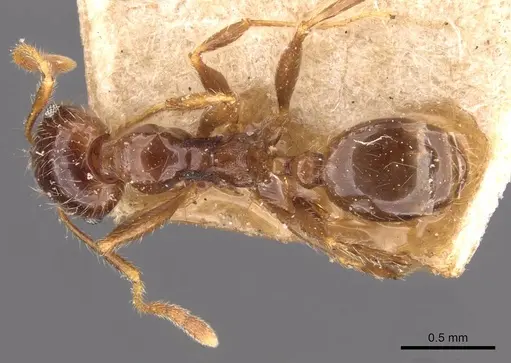 Pheidole pallidula - CASENT0907790