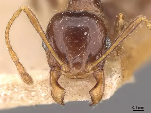 Pheidole pallidula - CASENT0907790