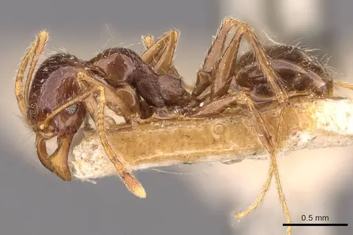 Pheidole pallidula - CASENT0907790