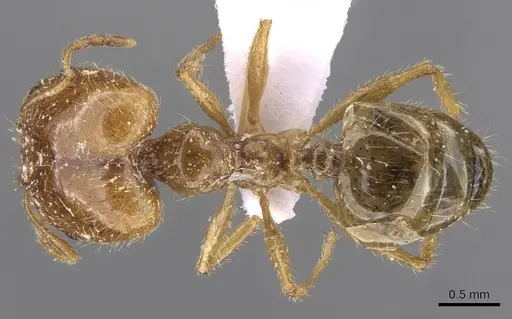 Pheidole pallidula - CASENT0910224