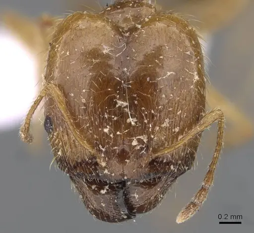 Pheidole pallidula - CASENT0910224