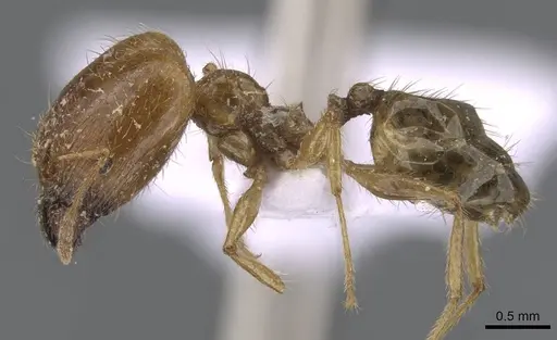 Pheidole pallidula - CASENT0910224