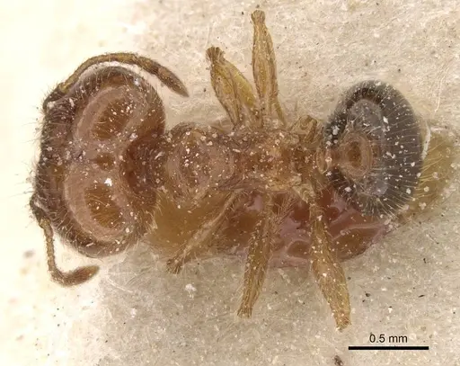 Pheidole pallidula - CASENT0913384