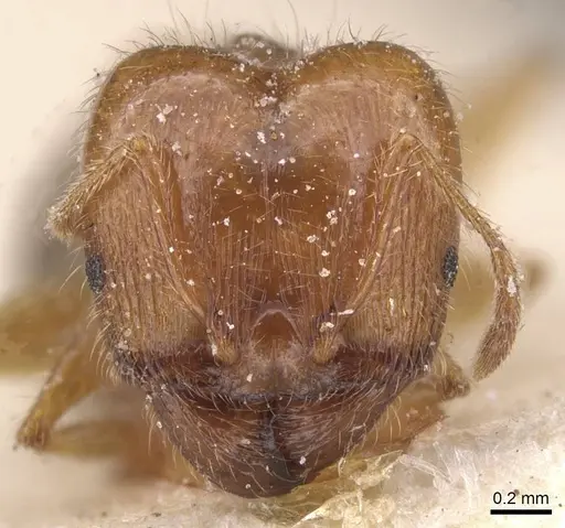 Pheidole pallidula - CASENT0913384