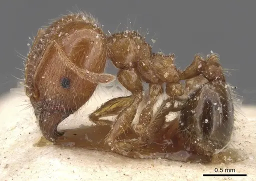 Pheidole pallidula - CASENT0913384