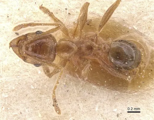Pheidole pallidula - CASENT0913385
