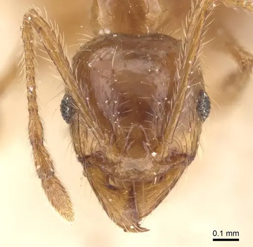 Pheidole pallidula - CASENT0913385