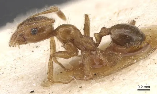 Pheidole pallidula - CASENT0913385