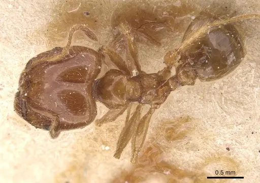 Pheidole pallidula - CASENT0913386