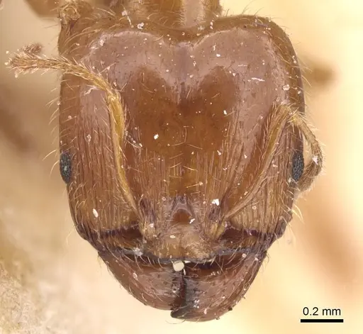 Pheidole pallidula - CASENT0913386