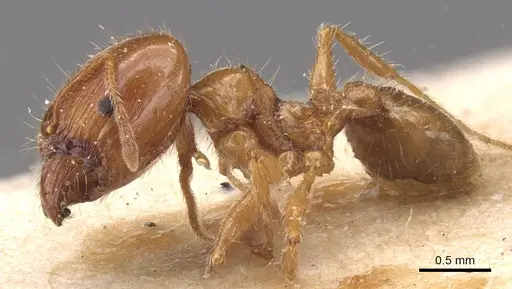 Pheidole pallidula - CASENT0913386