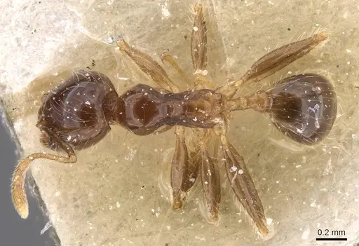 Pheidole pallidula - CASENT0913387