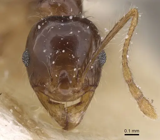 Pheidole pallidula - CASENT0913387