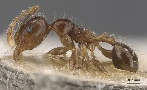 Pheidole pallidula - CASENT0913387