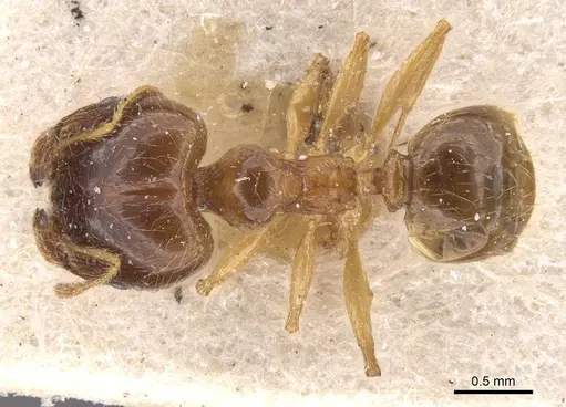 Pheidole pallidula - CASENT0913388