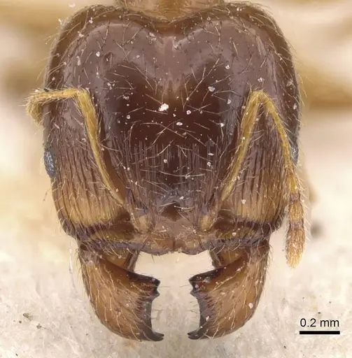 Pheidole pallidula - CASENT0913388
