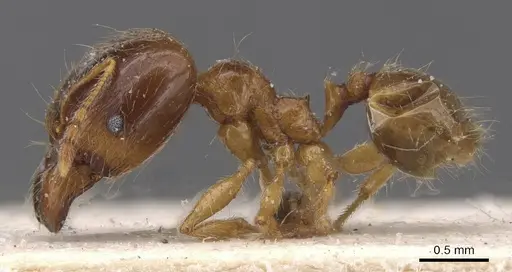 Pheidole pallidula - CASENT0913388