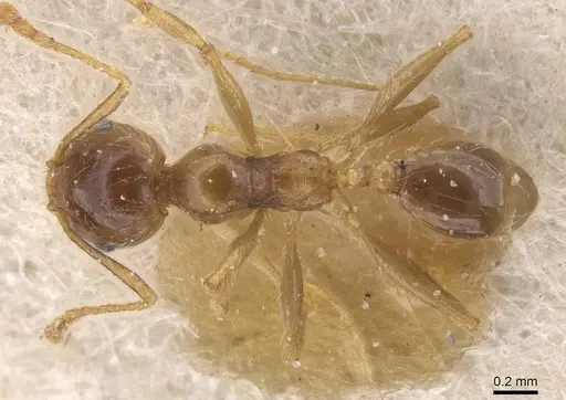 Pheidole pallidula - CASENT0913389
