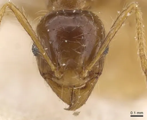 Pheidole pallidula - CASENT0913389