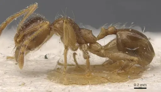 Pheidole pallidula - CASENT0913389