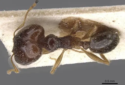 Pheidole pallidula - CASENT0913390