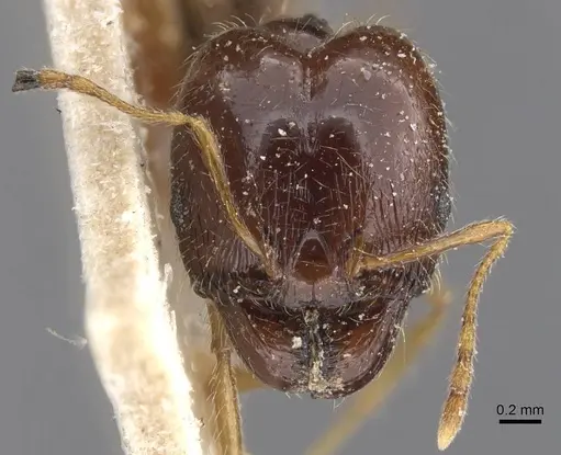 Pheidole pallidula - CASENT0913390