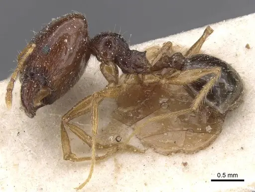 Pheidole pallidula - CASENT0913390