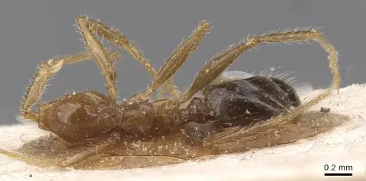 Pheidole pallidula - CASENT0913391