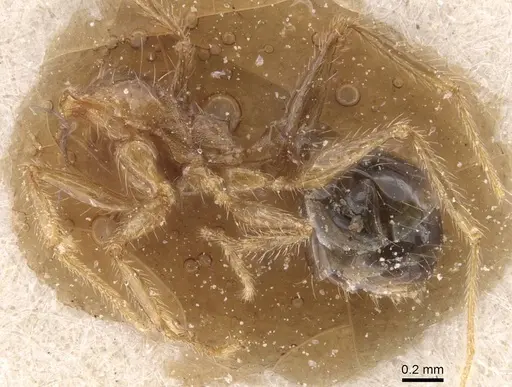 Pheidole pallidula - CASENT0913391