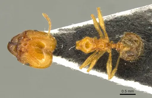 Pheidole pallidula - CASENT0916045