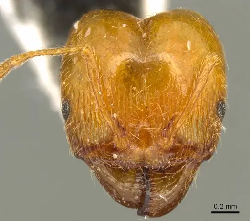 Pheidole pallidula - CASENT0916045