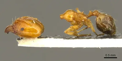 Pheidole pallidula - CASENT0916045