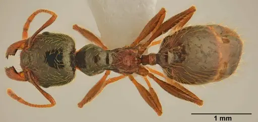 Pheidole pallidula - CASENT0922064