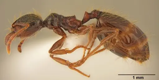 Pheidole pallidula - CASENT0922064