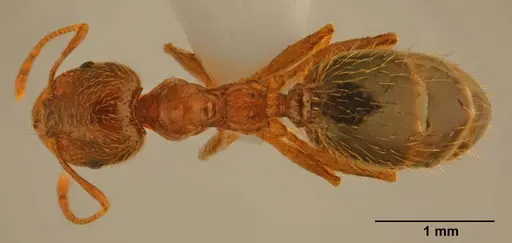 Pheidole pallidula - CASENT0922065