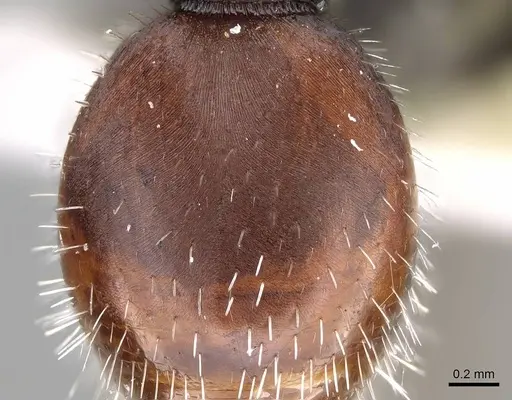 Pheidole pallidula - CASENT0922065