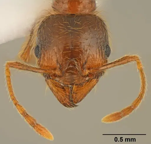Pheidole pallidula - CASENT0922065