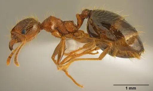 Pheidole pallidula - CASENT0922065