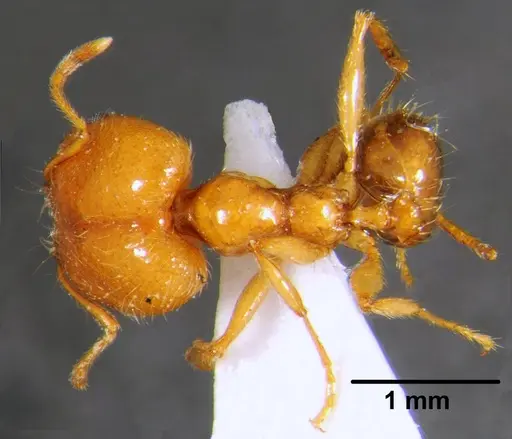 Pheidole pallidula - CFH000030