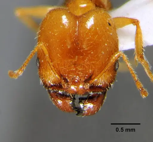 Pheidole pallidula - CFH000030