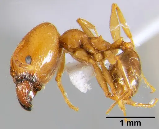 Pheidole pallidula - CFH000030