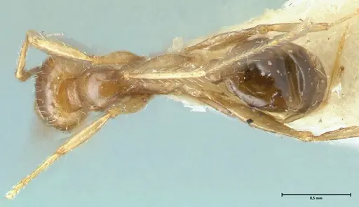 Pheidole pallidula - FOCOL1289