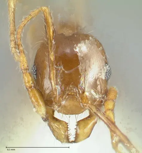 Pheidole pallidula - FOCOL1289